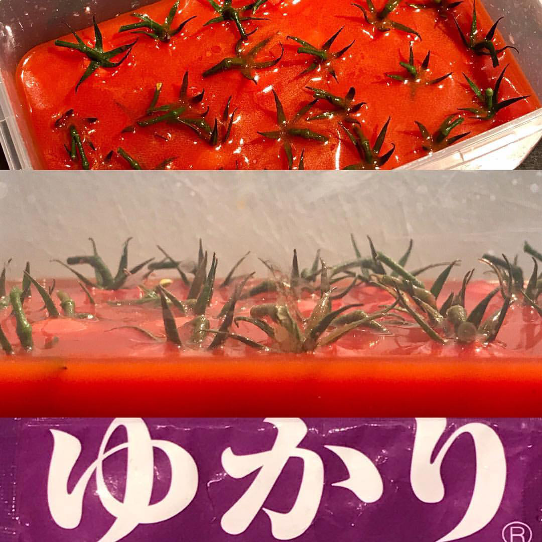 umami in tomato